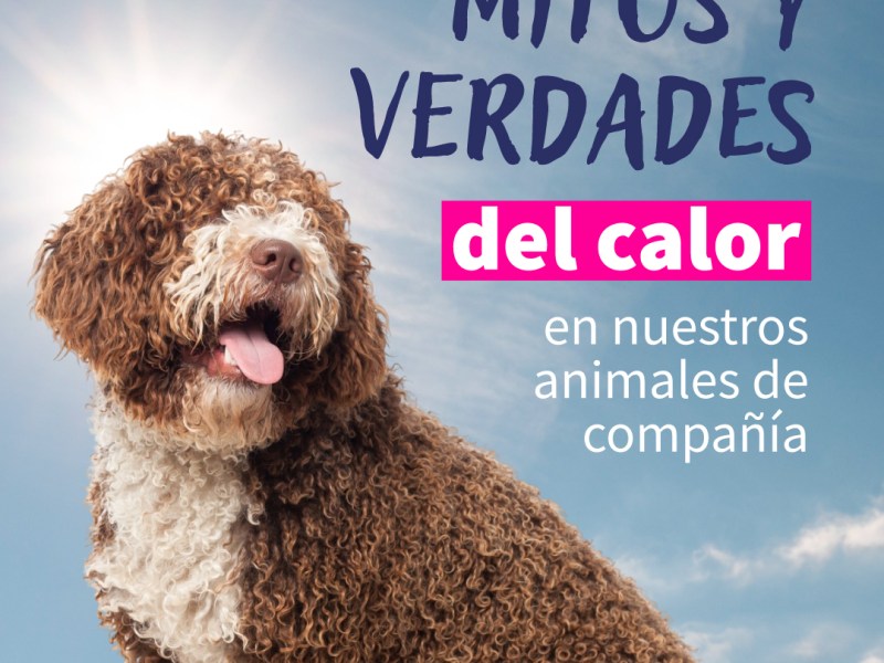 El CVPBA compartió recomendaciones para cuidar a los animales de compañía de los golpes calor