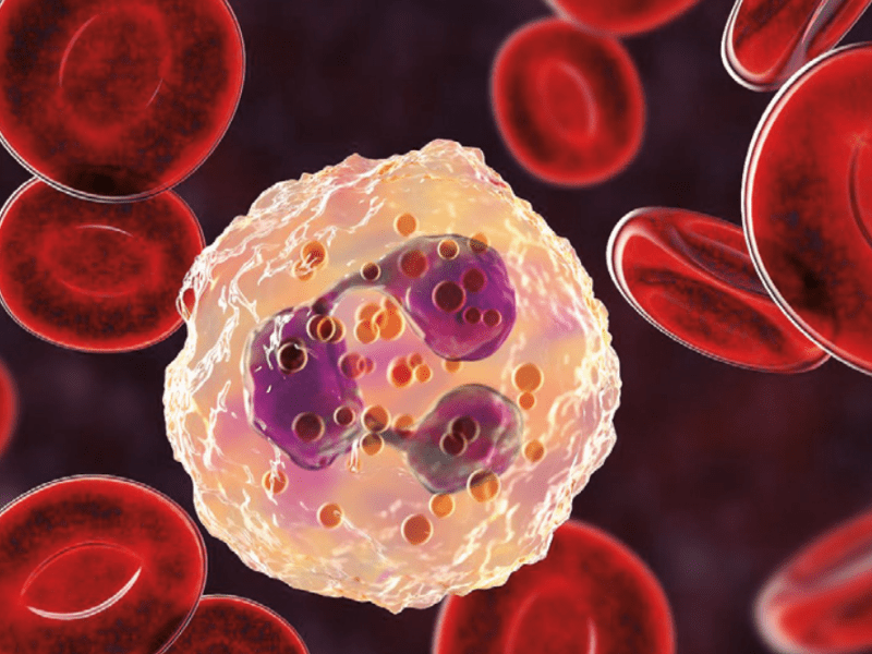 NeuMap: el primer mapa global de neutrófilos