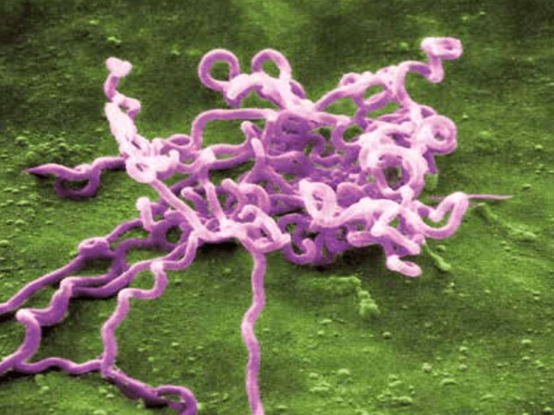 Argentina culminó el año 2025 con la cifra más alta de diagnósticos de sífilis de los últimos cinco años