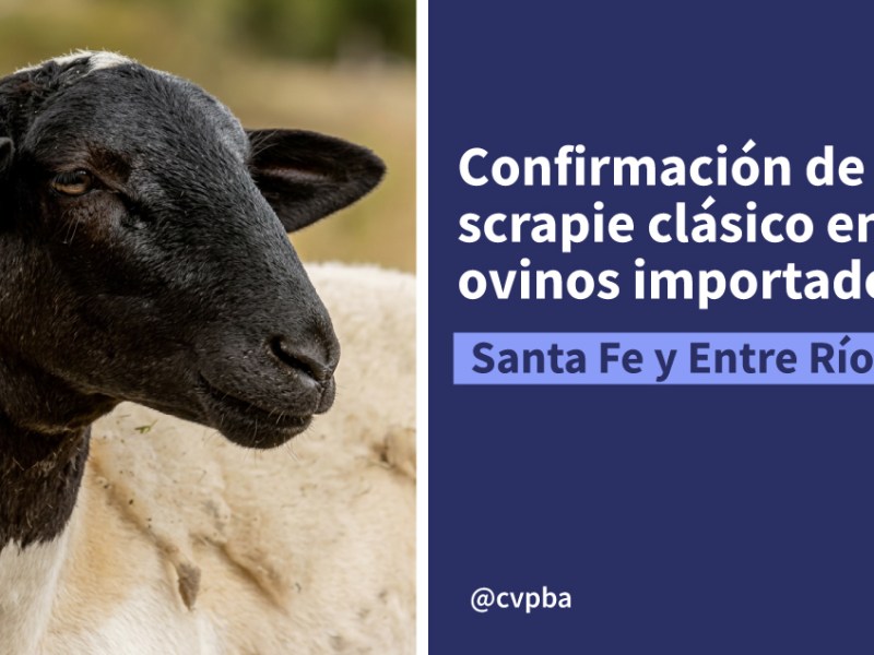 Detección de scrapie clásico en ovinos importados: medidas sanitarias y control oficial