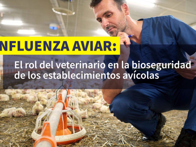 Influenza aviar: El rol del veterinario en la bioseguridad de los establecimientos avícolas