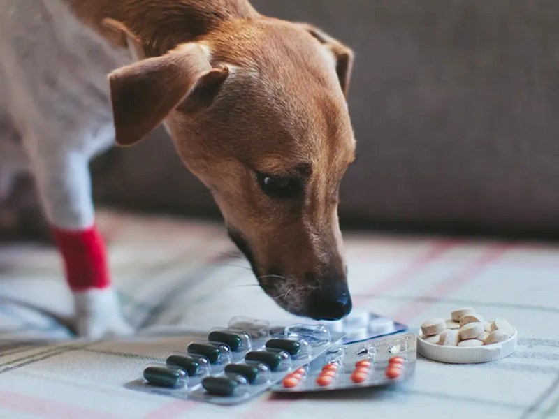 El CVPBA advierte sobre los riesgos de automedicar a los animales de compañía