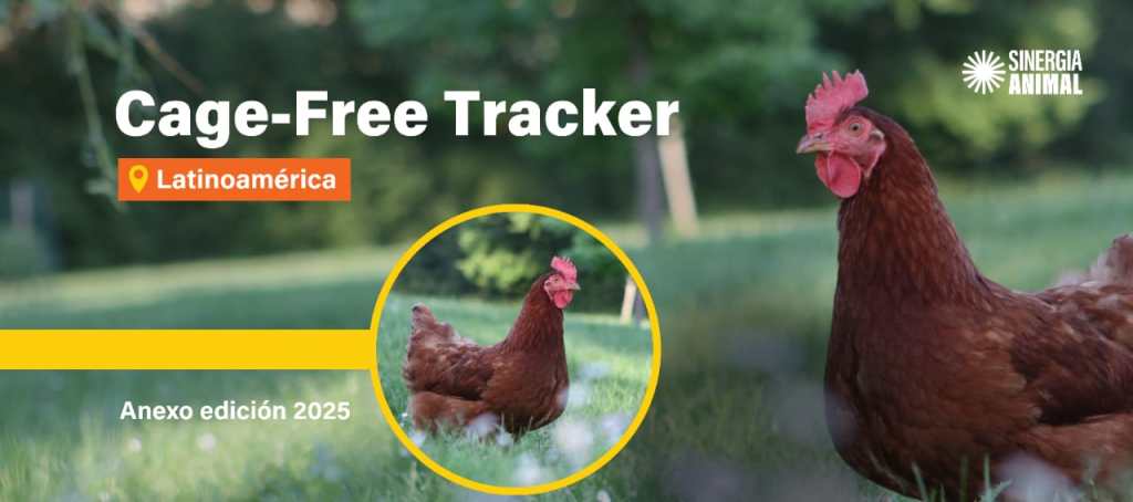 Una de cada tres empresas en América Latina ya cumple el 100% de abastecimiento con huevos libres de jaulas
