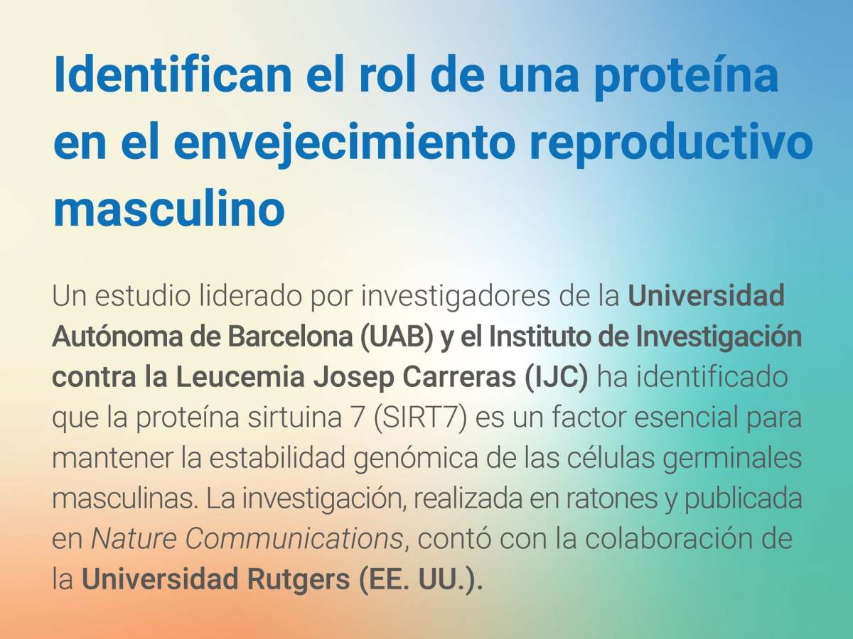 Un nuevo estudio aporta claves sobre el envejecimiento reproductivo masculino