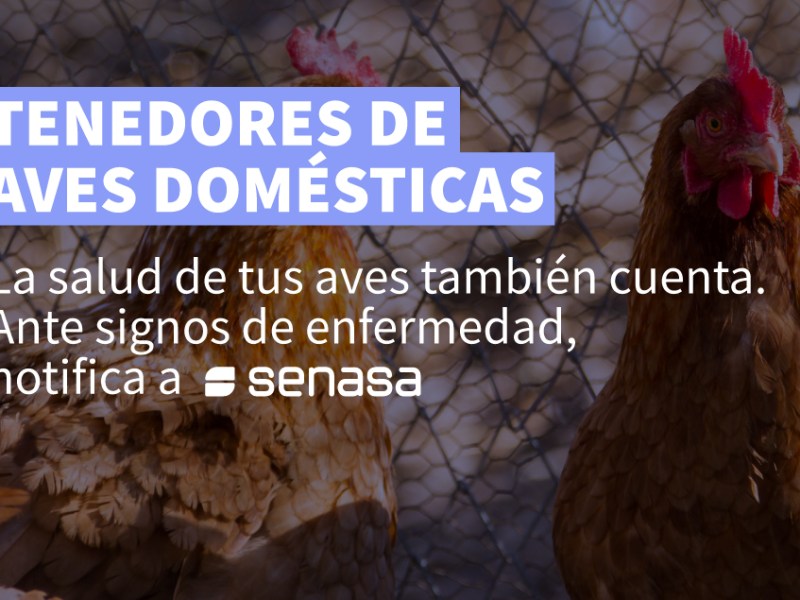 El CVPBA emitió recomendaciones para los tenedores de aves domésticas: «la salud de tus aves también cuenta»